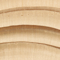 Norway Spruce (endgrain 10x)