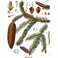 Norway Spruce (foliage)