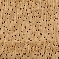 Obeche (endgrain 10x)