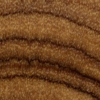 Olive (endgrain 10x)
