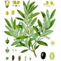 Olive (foliage)