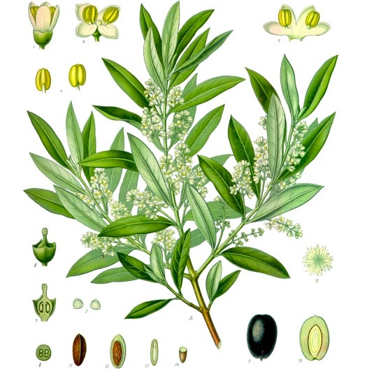 Olive Identification Chart
