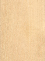 Paper Birch (Betula papyrifera)