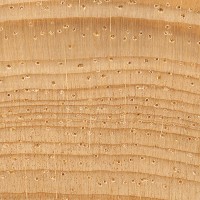 Pinyon Pine (endgrain 10x)