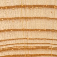 Pitch Pine (endgrain 10x)