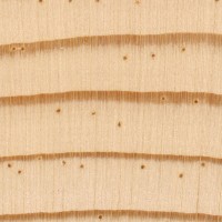 Ponderosa Pine (endgrain 10x)