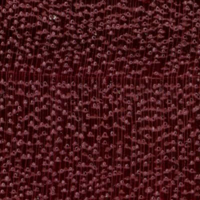 Purpleheart (endgrain 10x)