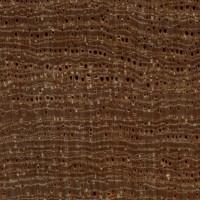 Pyinma (endgrain 10x)