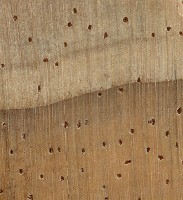 Radiata Pine (endgrain 10x)