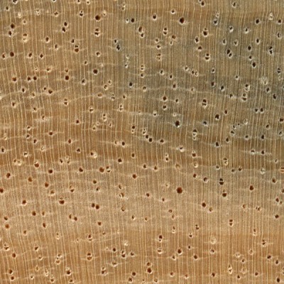 Ramin (endgrain 10x)