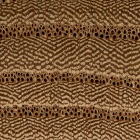 Red Elm (endgrain 10x)