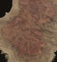 Red Mallee burl (Eucalyptus spp.)