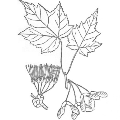 Red maple (foliage illustration)