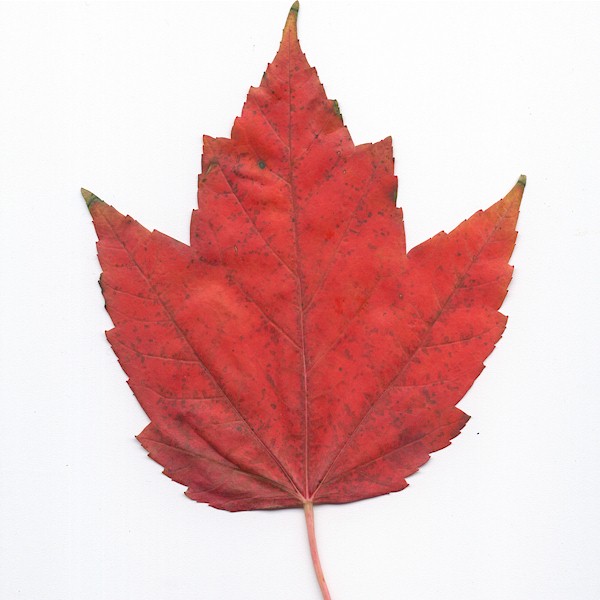 Maple Tree Leaf Identification Chart