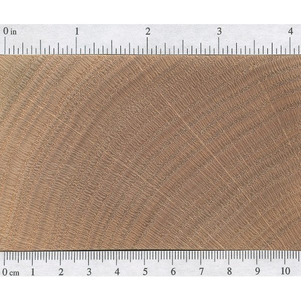 red-oak-endgrain1.jpg