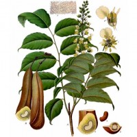 Santos Mahogany (foliage)