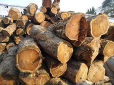 sheesham-wood