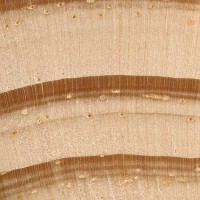 Shortleaf Pine (endgrain 10x)