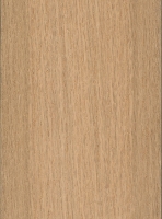 Shumard Oak (Quercus shumardii)