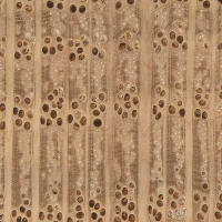 Shumard Oak (endgrain 10x)