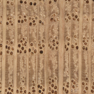 Shumard Oak | The Wood Database - Lumber Identification (Hardwood)