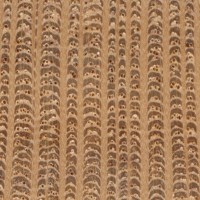 Northern Silky Oak (endgrain 10x)