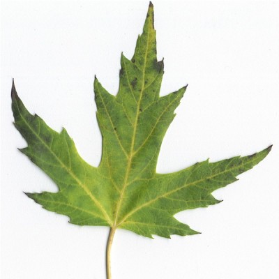 Silver maple (leaf)