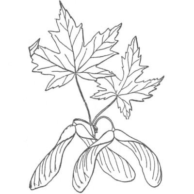 Silver maple (foliage illustration)