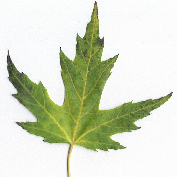 Maple Tree Leaf Identification Chart