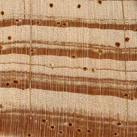 Slash Pine (endgrain 10x)