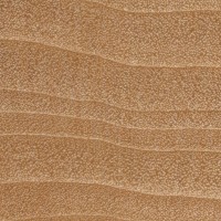 Sourwood (endgrain 10x)