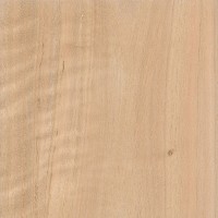 Southern Blue Gum (sanded)