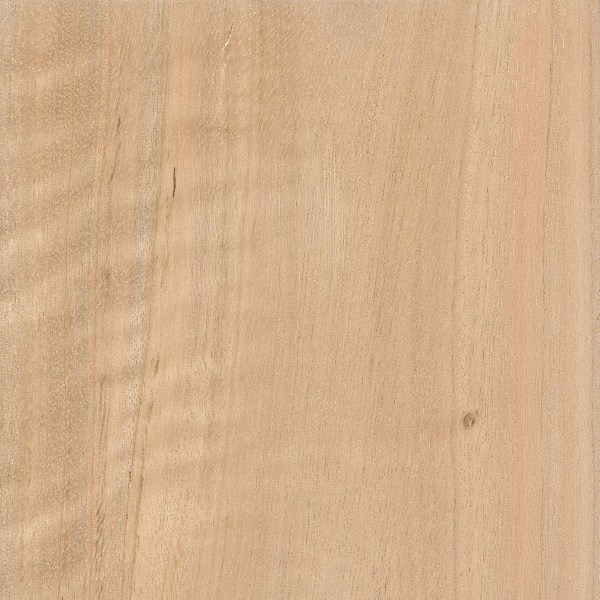 Blue Gum (sanded)