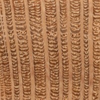 Southern Silky Oak (endgrain 10x)