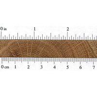 Swamp Chestnut Oak (endgrain)