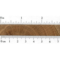 Swamp Chestnut Oak (endgrain)