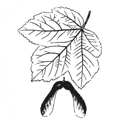 Sycamore maple (foliage illustration)