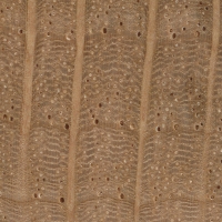 Tanoak (endgrain 10X)