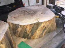 tree 2.JPG