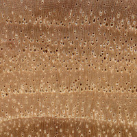 Water Hickory (endgrain 10x)