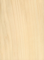 Water Tupelo (Nyssa aquatica)