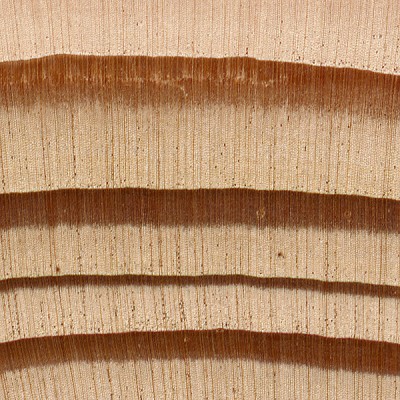 Western Larch (endgrain 10x)