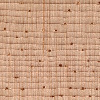 Western White Pine (endgrain 10x)