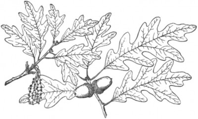 https://www.wood-database.com/wp-content/uploads/white-oak-leaves-400x240.jpg