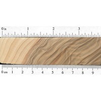 White Poplar (endgrain)