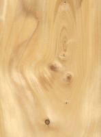 White Spruce (sealed)