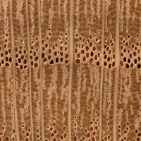 Willow Oak (endgrain 10x)