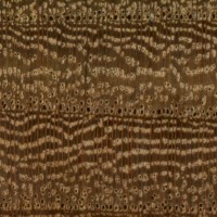 Wych Elm (endgrain 10x)