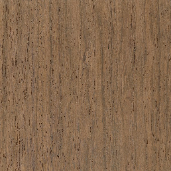 Yucatan Rosewood (Dalbergia yucatensis)